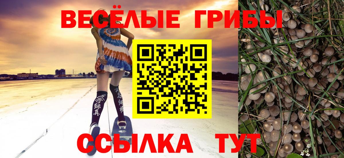 Карачаевск  Псилоцибиновые грибы прущие грибы  Вход с VPN 
